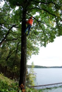 Member Spotlight – Jim’s Tree Service